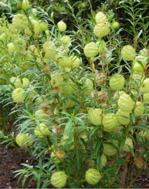 หงส์เหิร / สวอนแพลนท์ หรือ บอลลูน ฟรุต (Balloon fruit) / ซอง 25 เม็ด (Portugal)