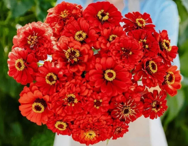 บานชื่น ตัดดอก พันธุ์ Will Rogers ดอกแดง / 130 เม็ด (UK)