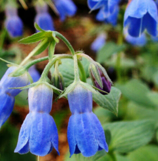 คอมเฟรย์ (Comfrey Lithospermi) / 100 เม็ด