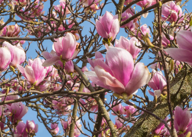 ต้นแมกโนเลีย เจน (Magnolia Jane) ดอกสีชมพูเข้มแกมแดง สูง 50-70 ซ.ม.