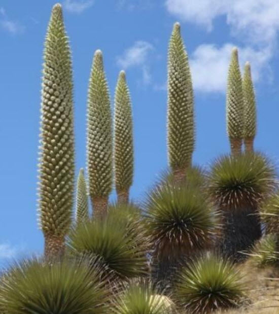 Queen of The Andes หรือ Puya raimondii / 5 เม็ด (Portugal)