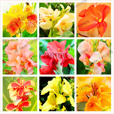พุทธรักษา (Canna Lily) คละสี / 10 เม็ด (ไทย)