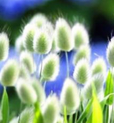 หญ้าหางกระต่าย (Rabbit Tail) สีเขียว / 100 เม็ด