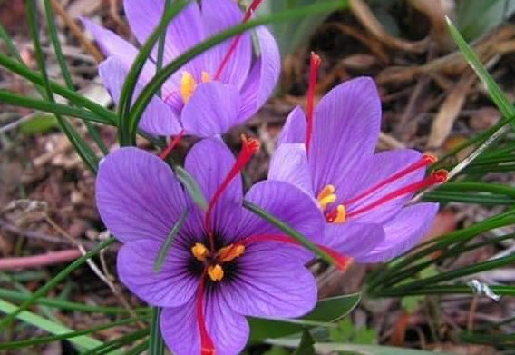 หัวหญ้าฝรั่น (Saffron Crocus) พืชสมุนไพร ของแท้ จากต่างประเทศ / หัว