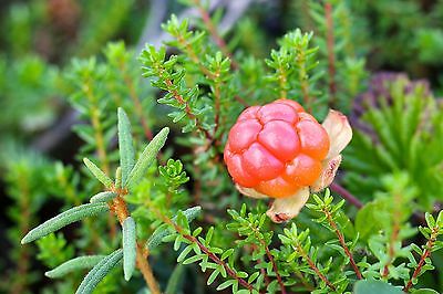 คลาวด์เบอรี่ (Cloudberry) / 10 เม็ด (นอก)