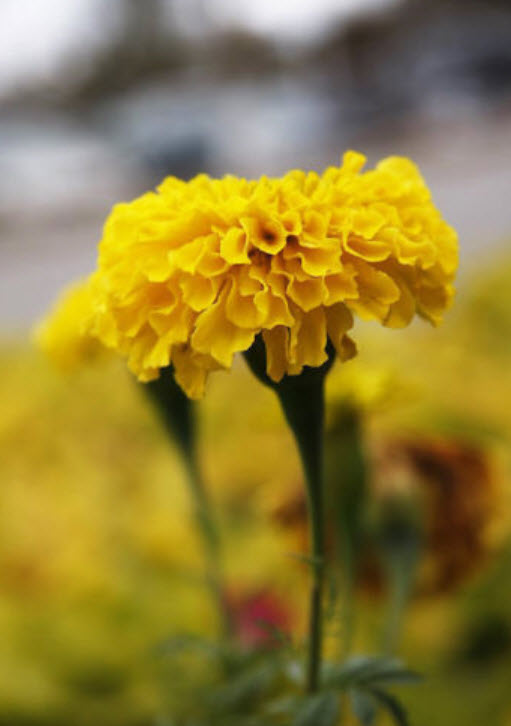 ดาวเรืองฝรั่งเศส สีเหลือง /ซอง 50 เม็ด (A005)