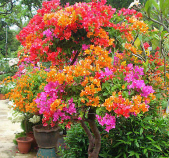 เฟื่องฟ้า (Bougainvillea) คละสี / 100 เม็ด (China)