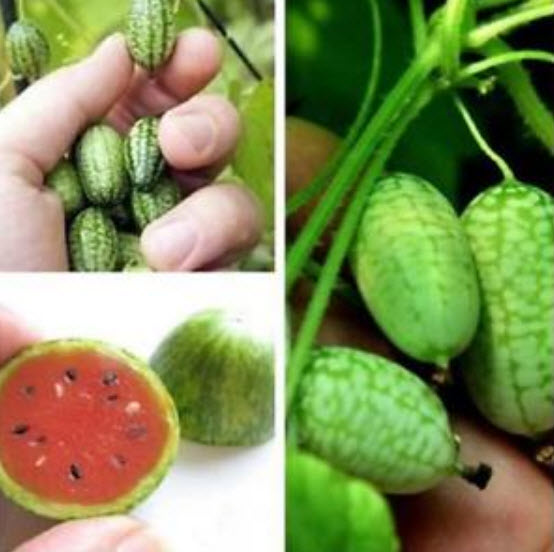 แตงจิ๋ว(แตงโมจิ๋ว) / 5 เม็ด