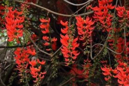 พวงโกเมน (Red Jade vine) / 5 เม็ด (Indonesia)