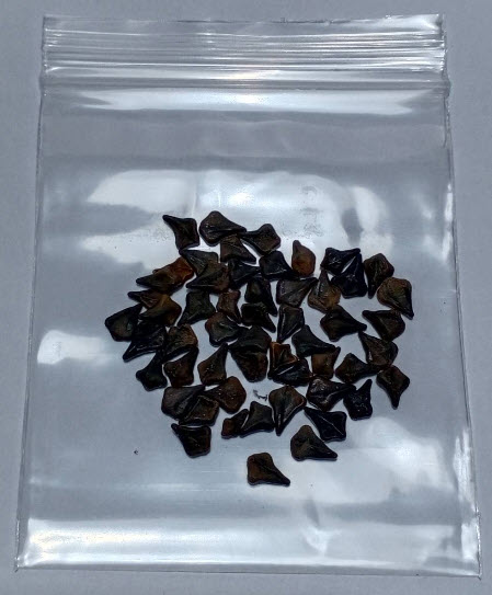 ชุมเห็ดเทศ ส้มเห็ด ขี้คาก ลับหมื่น ซองละ 40 เม็ด พืชสมุนไพรสารพัดประโยชน์