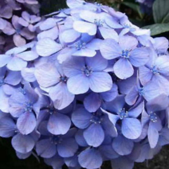 ไฮเดรนเยีย (Hydrangea) คละ 20 สี / 50 เม็ด