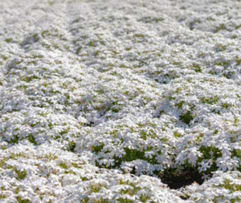 เมาน์เท่น ฟล็อกซ์ (Mountain Phlox) คละ / 160 เม็ด (UK)*