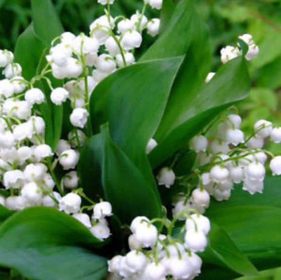 กล้วยไม้ระฆัง (Bell Orchid) สีขาว / 100 เม็ด