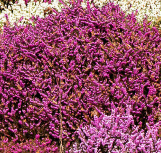 คัลลูน่า หรือเฮเธอร์ (Calluna vulgaris / Heather) คละสี / 500 เม็ด (Spain)