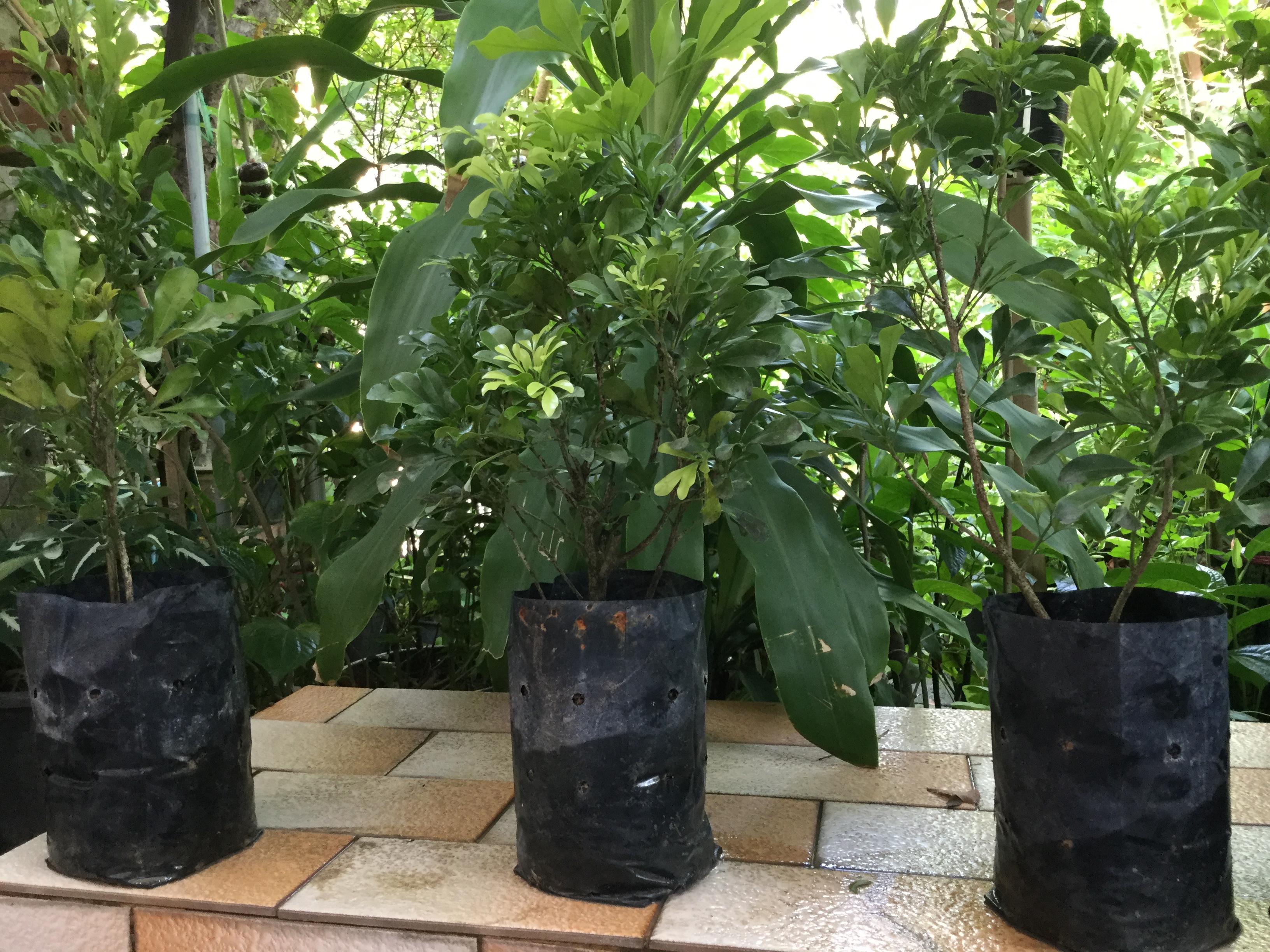 ต้นประยงค์ ถุงดำ สูง 50-60 ซ.ม. / ต้น