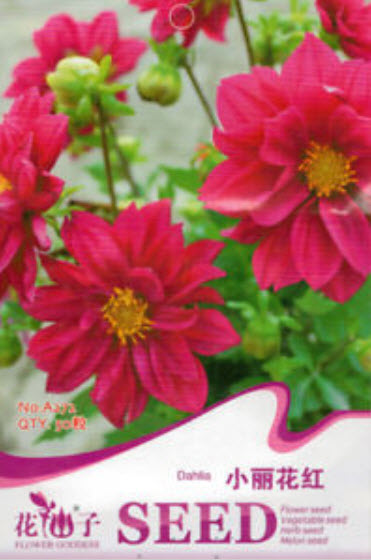 รักเร่ (Dahlia) สีแดง / ซอง 50 เม็ด (A272)