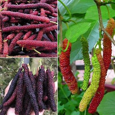 เมล็ดมัลเบอรี่ (Mulberry) ลูกยาว / 100 เม็ด (นอก)