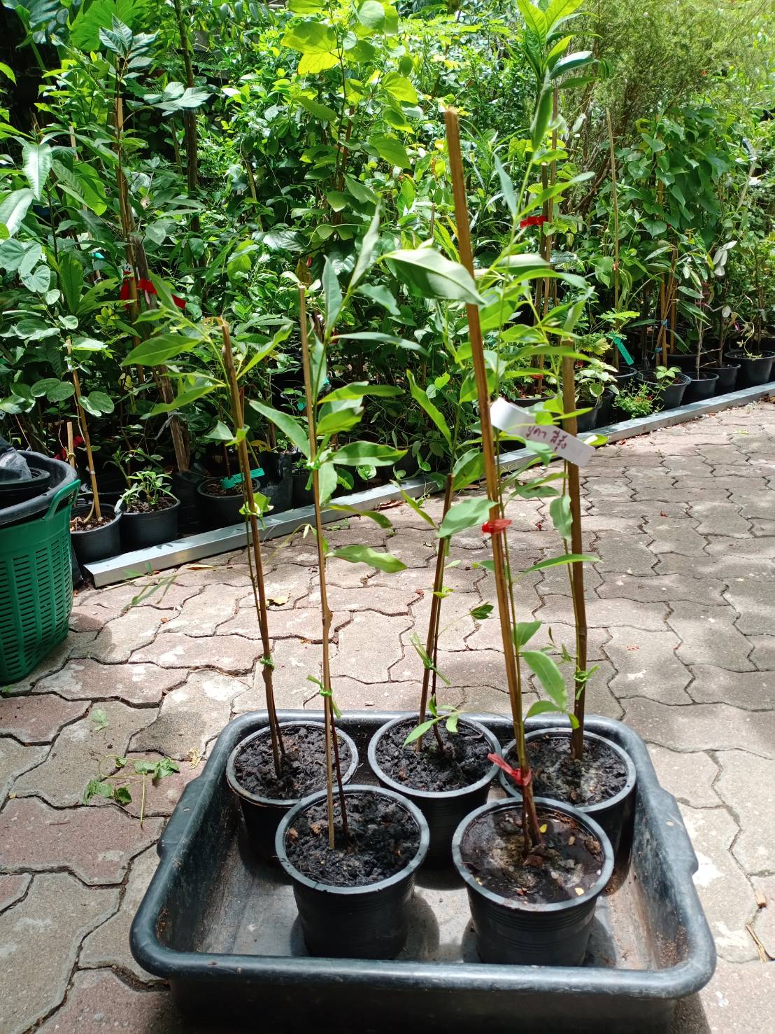 ต้นยูคาลิปตัสสีรุ้ง ยูคาสีรุ้ง สูง 70-100 ซ.ม. เพาะเมล็ดนำเข้า