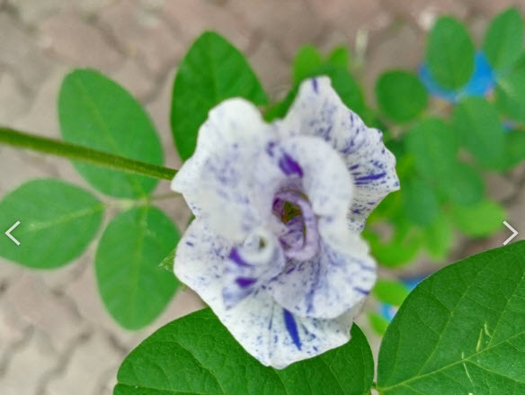 ต้นอัญชัน ดอกด่าง กระถาง 6 นิ้ว สวยมาก มีต้นพร้อมส่ง