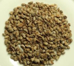 องุ่นอามูร์ (Amur grape) บอนไซ / 10 เม็ด (UK)