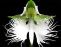 กล้วยไม้นกกระยางขาว (White Egrets Orchid) / 100 เม็ด