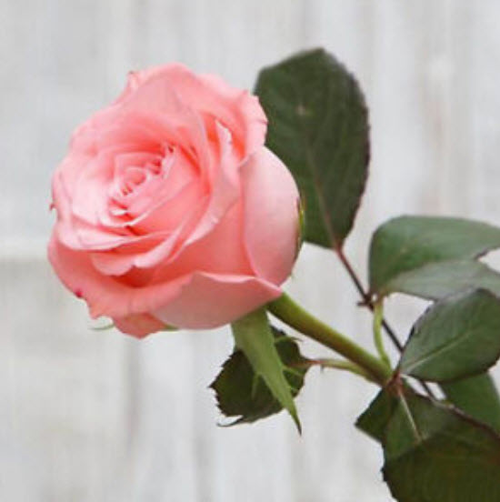 กุหลาบ (Rose) คละสี / 50 เม็ด (นอก)