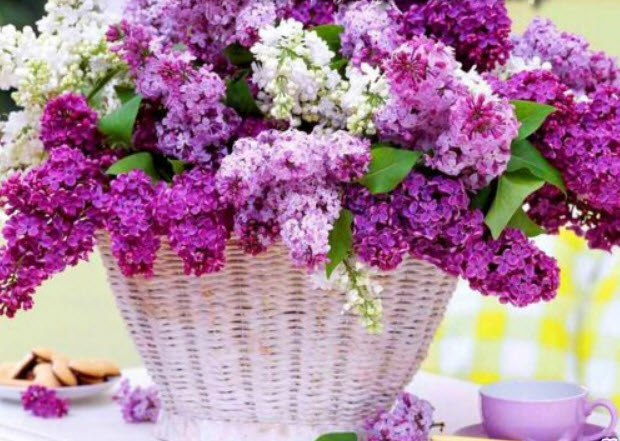 เฟร้นช์ ไลแลค (French Lilac) / 20 เม็ด (UK)