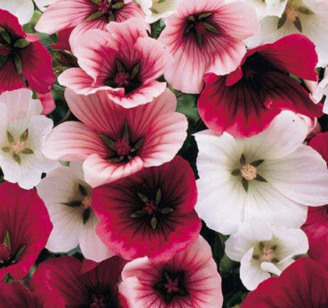 มาโลป กลาเซีย ฟรุ๊ต (Malope - Glacier fruit) คละ / 150 เม็ด (UK)