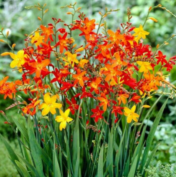 โครคอสเมียร์ (Crocosmia - Lucifer) คละ / 15 เม็ด (UK)