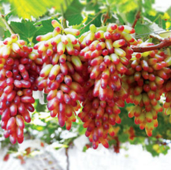 องุ่น ลูกกลม+ลูกยาว คละสี (mix) / 50 เม็ด (นอก)