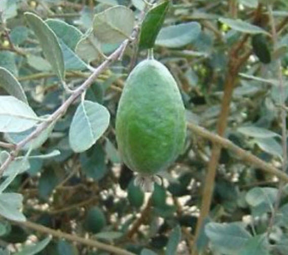 ต้นฝรั่งเฟยโจว ฝรั่งสับปะรด พันธุ์ Andre สูง 50-70 ซ.ม. ต้นไม้นำเข้า