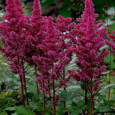 อัสดง (Astilbe) คละสี / 100 เม็ด (China)