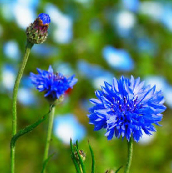 คอร์นฟลาวเวอร์ (Cornflower) สีฟ้า / 1,000 เม็ด*