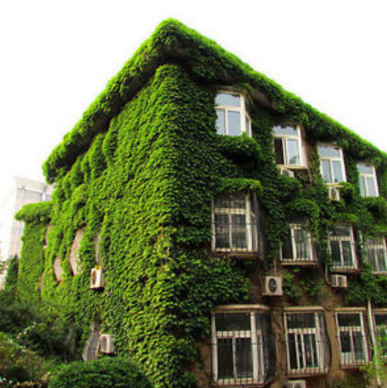 บอสตัน ไอวี่ (Boston Ivy) เขียว / 100 เม็ด (Netherlands)