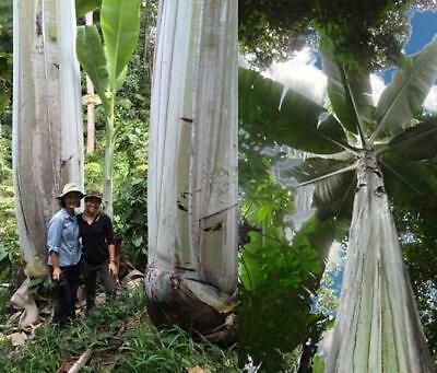 กล้วยภูเขายักษ์ (Giant Highland Banana) / เม็ด (Portugal)