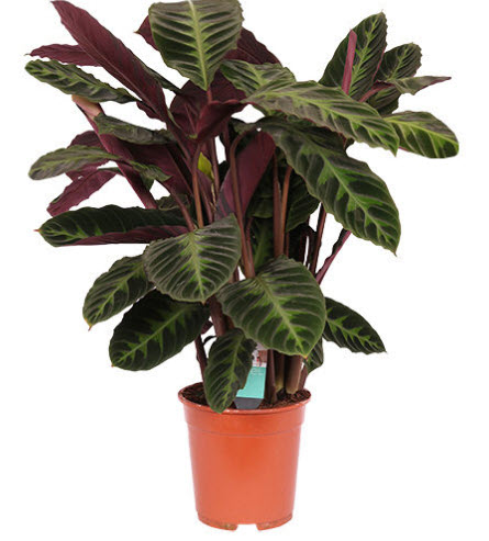 คล้าแฟนซี หรือคล้าไอศครีม (Calathea Warscewiczii) / 50 เม็ด (Vietnam)