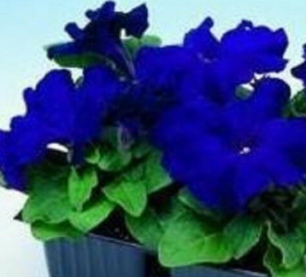 พิทูเนีย - ลิมโบ้ บลู (Petunia - Limbo Blue) / 50 เม็ด (UK)