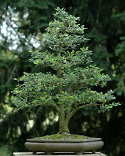 เซลโควาญี่ปุ่น (Zelkova Japanese) บอนไซ / 5 เม็ด (Poland)