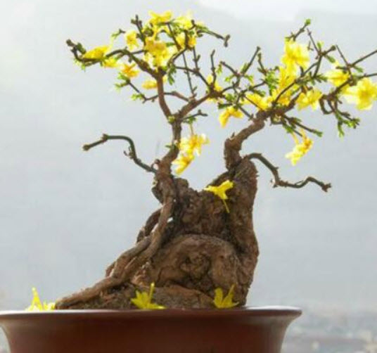 เหลี่ยงเคี้ยว (Weeping Forsythia) บอนไซ / 25 เม็ด (France)