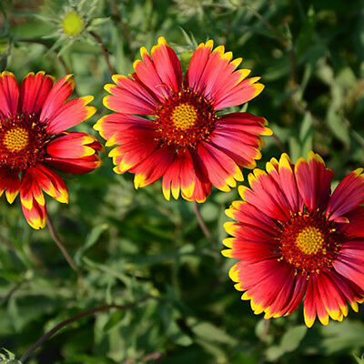 เดือนฉาย หรือ เกลลาเดียร์ (Blanketflower / Gaillardia) ดอกสองสี / 200 เม็ด (นอก)