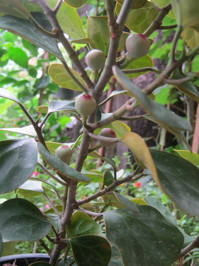 ต้นสาริกาลิ้นทอง สูง 20-30 ซ.ม. / ต้น