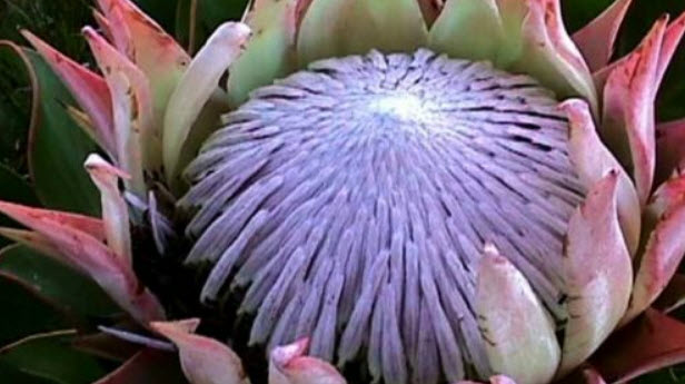 คิง โพรเทีย (King Protea) / 2 เม็ด (South Africa)