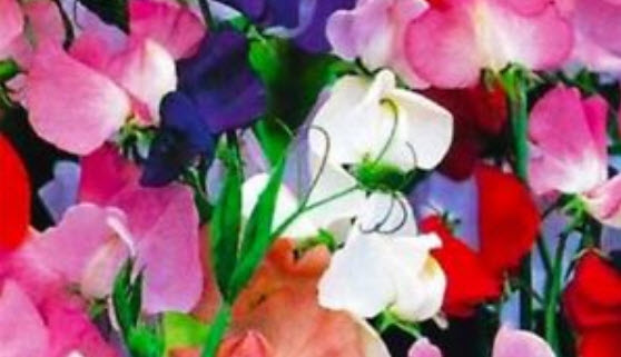 สวีทพี แมมมอธ (Sweet Pea Mammoth) คละ / 25 เม็ด (Australia)
