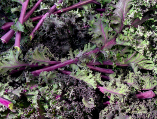 เคล (Kale - Curly Scarlet) หรือคะน้าใบหยิกสีม่วง / 500 เม็ด (UK)