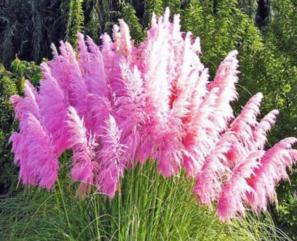 หญ้าภูเขา หรือหญ้าขนนก สีชมพู / 200 เม็ด (UK)*