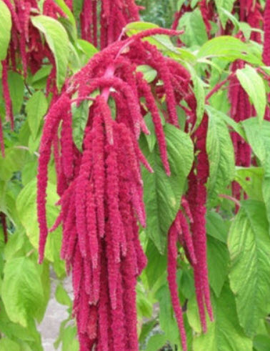 ผักโขมใบแดง (Amaranth / Love Lies Bleeding) / 2,500 เม็ด (Australia)