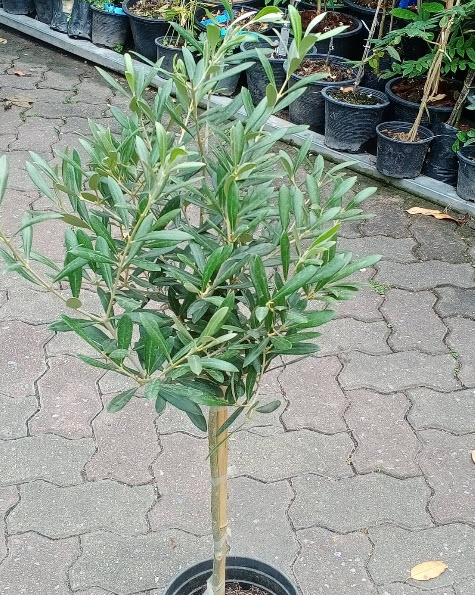 ต้นมะกอก มะกอกโอลีฟ พันธุ์ Leccino จากอิตาลี ไซส์ใหญ่ ทรงพุ่ม สูง 80-100 ซ.ม.
