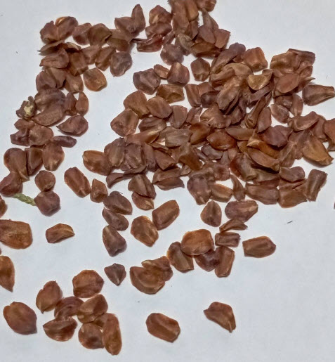 สนเมดิเตอเรเนียน ไซเปรส หรือสนดินสอ / 50 เม็ด (Portugal)