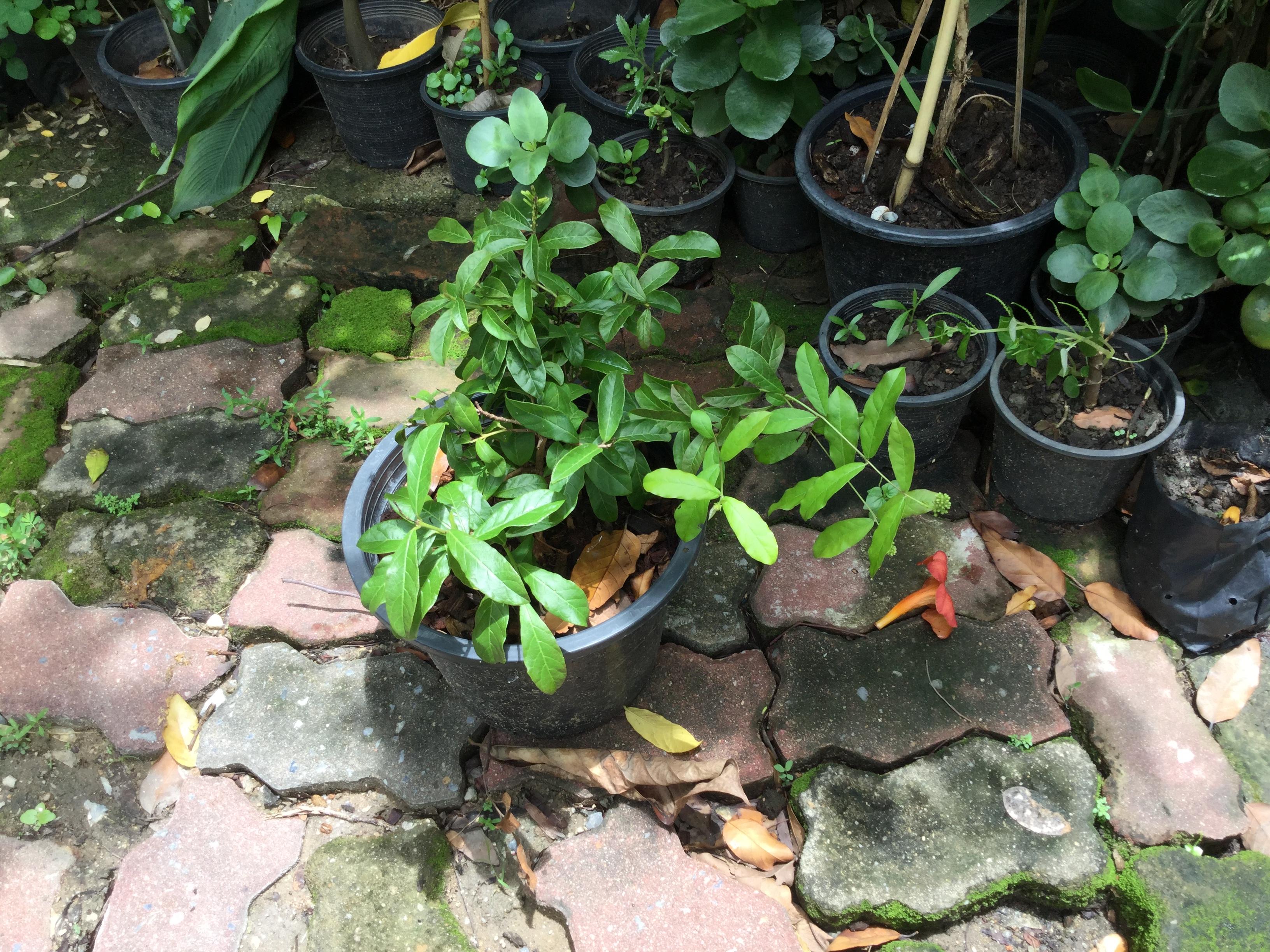 ต้นเงาะงาม หรือพู่อมร กระถาง 8 นิ้ว สูง 30-50 ซ.ม. / ต้น