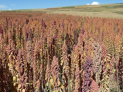 ควินัวจีน (Chinese Quinoa) คละสี / 200 เม็ด